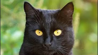 Black Cat