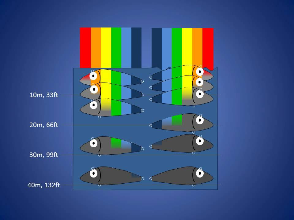 Fishing Lure Colors Pt 3: How Waves Affect Lure Color Visibility