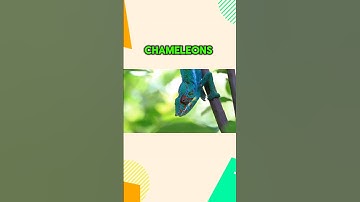 How Chameleons See the World