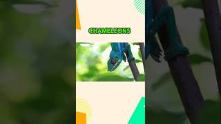 How Chameleons See the World