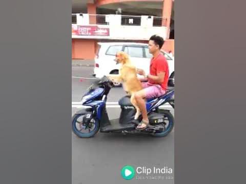 Doggy riding a bike - YouTube