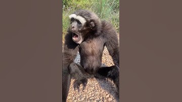 Funny Video 😅 !! Kya Aawaj Hai 😁😂!! #funnyvideo #video #money #chimpanzee #ytshorts #viral !!