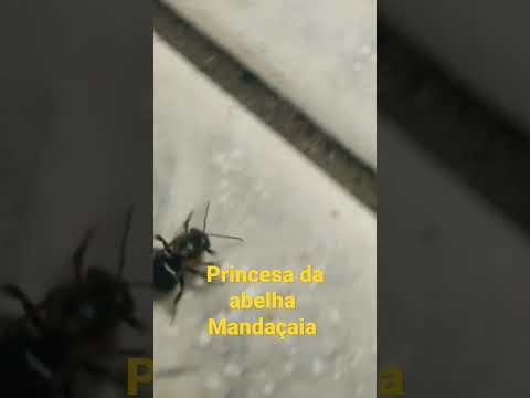 PRINCESA da abelha,