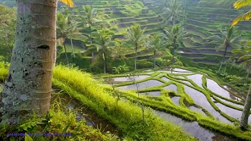 Menggunakan MySQL database pada App Inventor 2 (Bagian-1)