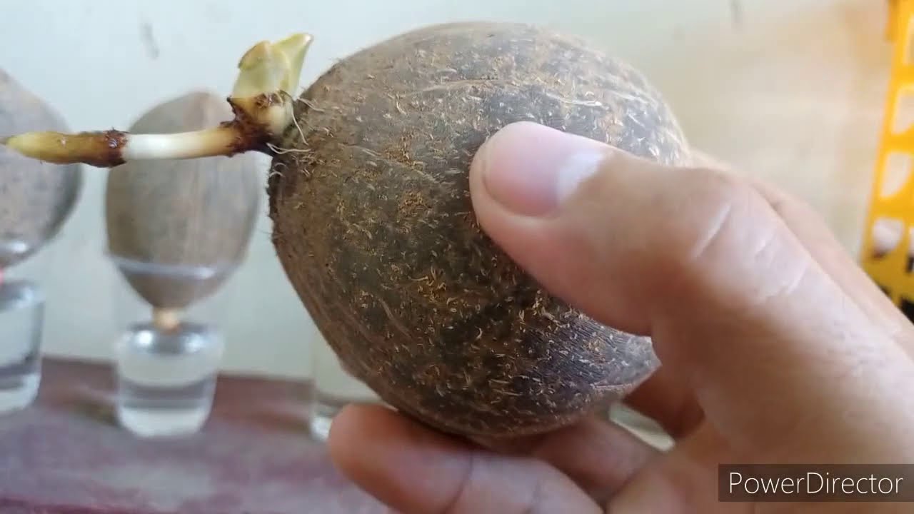 Coconut Bonsai 101 YouTube