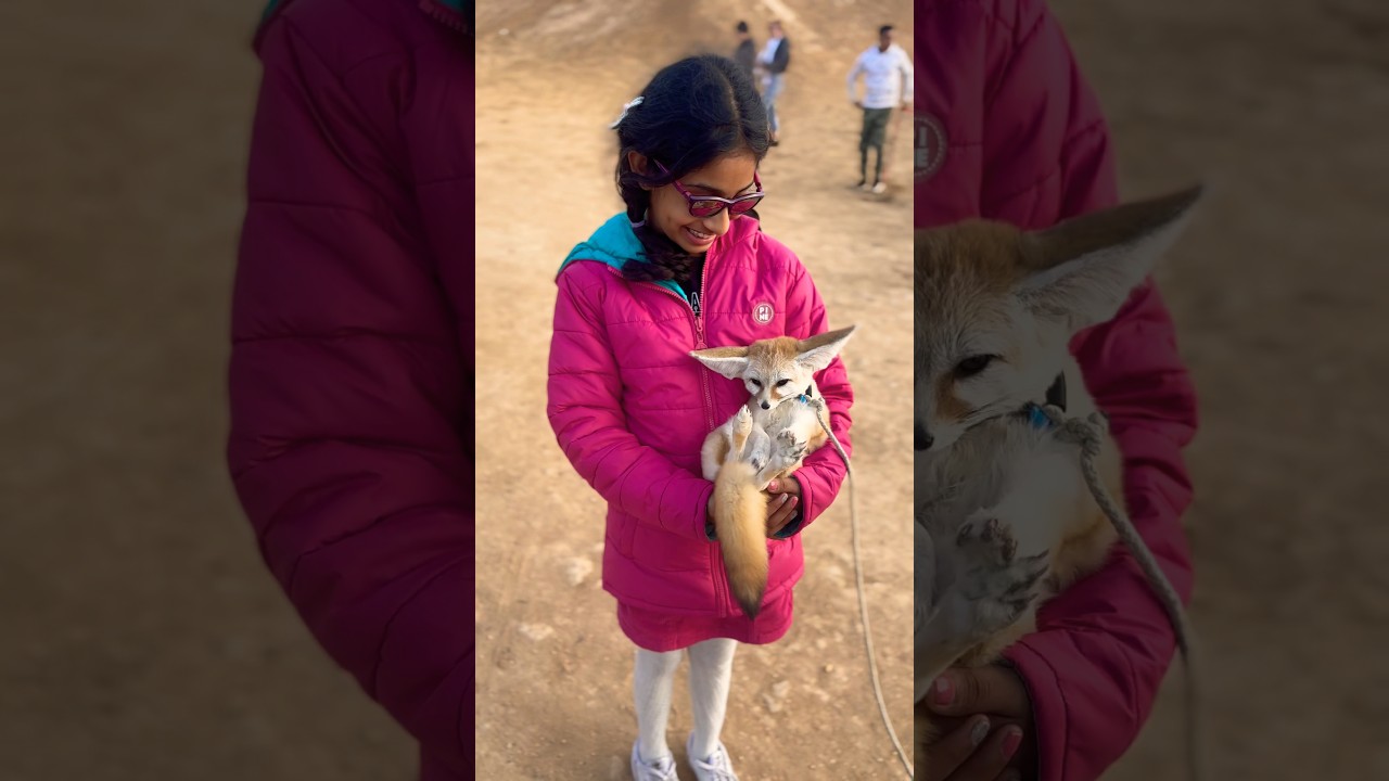 Desert fox in Sahara 