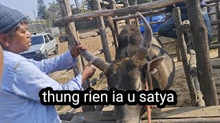 Pynkhreh Rieñ Ia U Satya Ban Ialeh Haka 21tarik Bad U Syang Mokyndur.#bullfightingculture