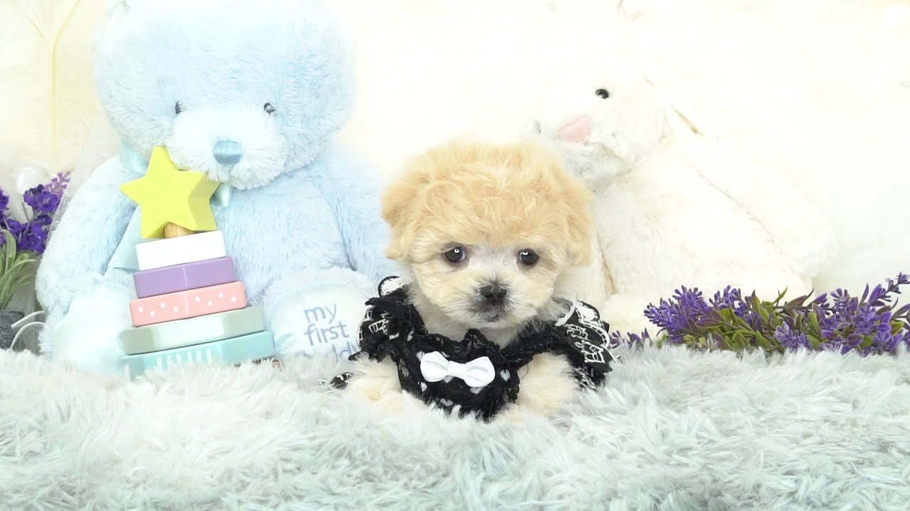 番外編 愛嬌たっぷり かわいいマルプーの女の子 13 トイプードル ティーカッププードルのブリーダー ココフランシール 大阪市 南堀江