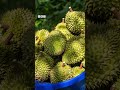 THỨ TRƯỞNG HOÀNG TRUNG BỊ BẮT TRONG VỤ SẦU RIÊNG XUẤT SANG TRUNG QUỐC #BBCNewsTiếngViệt #Nongnghiep