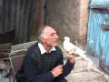 pigeon голубь աղավնի Axunik AXUNIKNER ARM