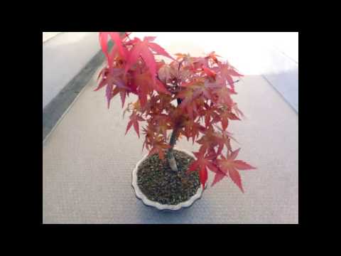 紅葉盆栽-BONSAI-色変化