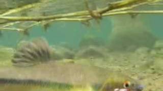 080512馬口魚水中影片