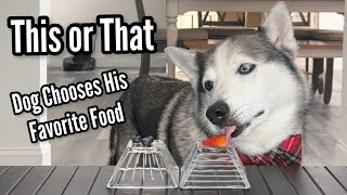 Husky Chooses Favorite Foods