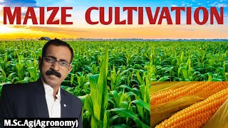 MAIZE CULTIVATION