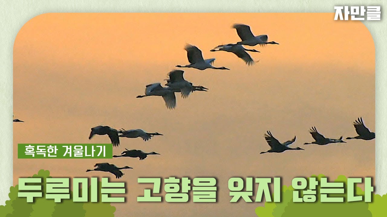 [자연과의 만남 뭉클][숨터＃9]두루미는 고향을 잊지 않는다 | KBS 방송