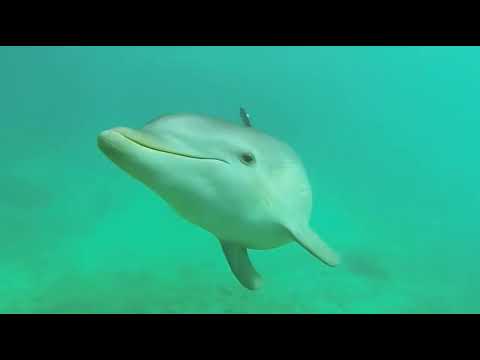 топ 15 интересных фактов о дельфинах