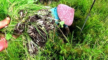 Ghé xem bà con nông dân nhổ cây kiệu trên ruộng vùng đồng bằng An Tức, Tri Tôn, An Giang 24/06/2020