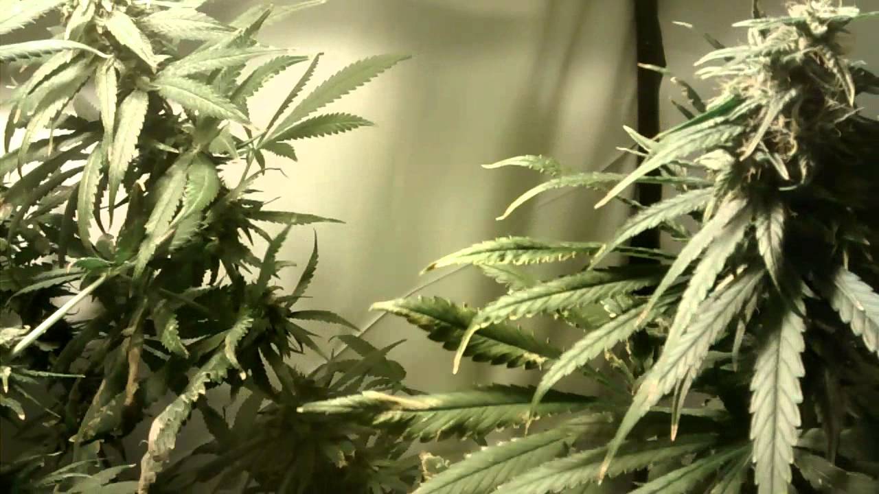 400w HPS Weed grow 2 weeks from harvest