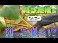 芋をたくさんつけるためには犠牲が必要【きリイモファーム】