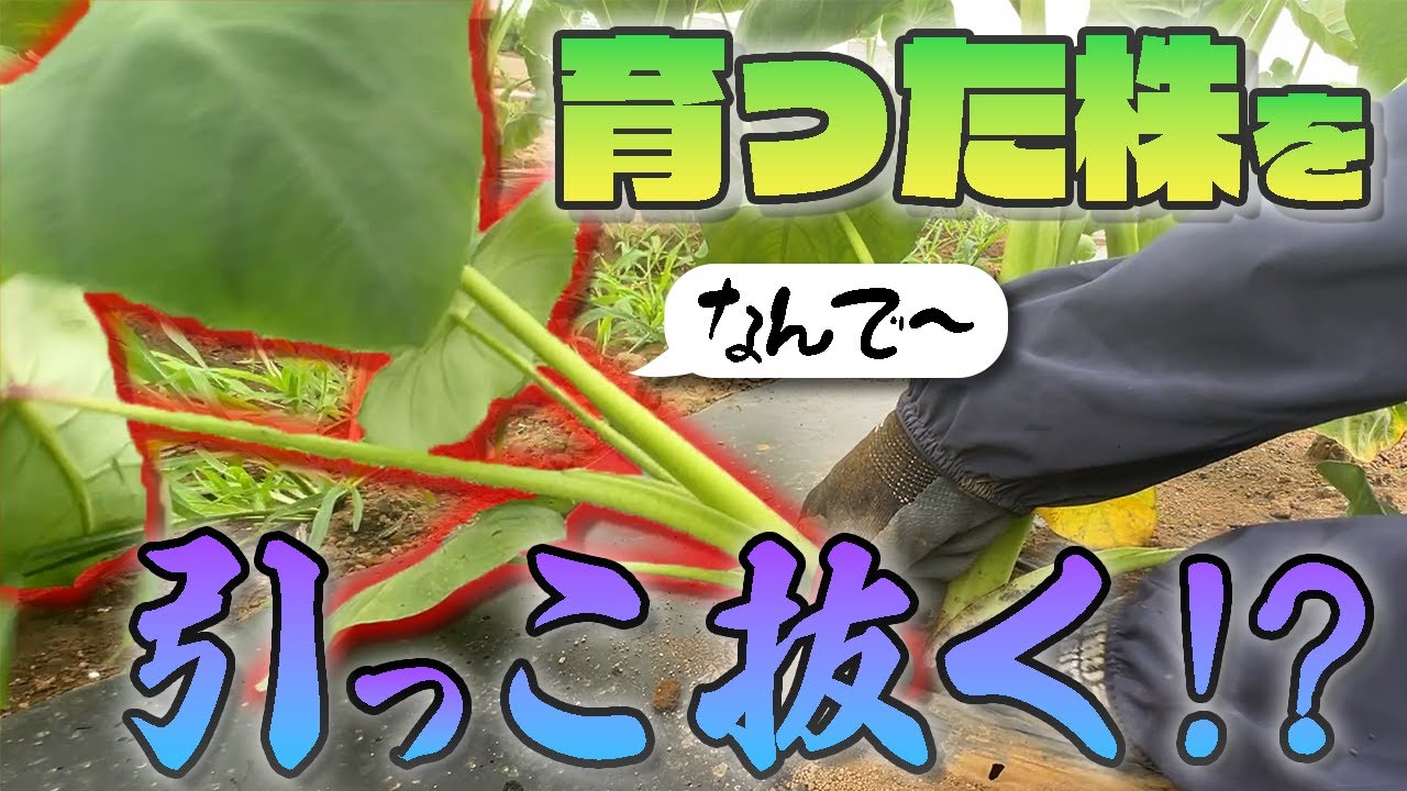 芋をたくさんつけるためには犠牲が必要【きリイモファーム】