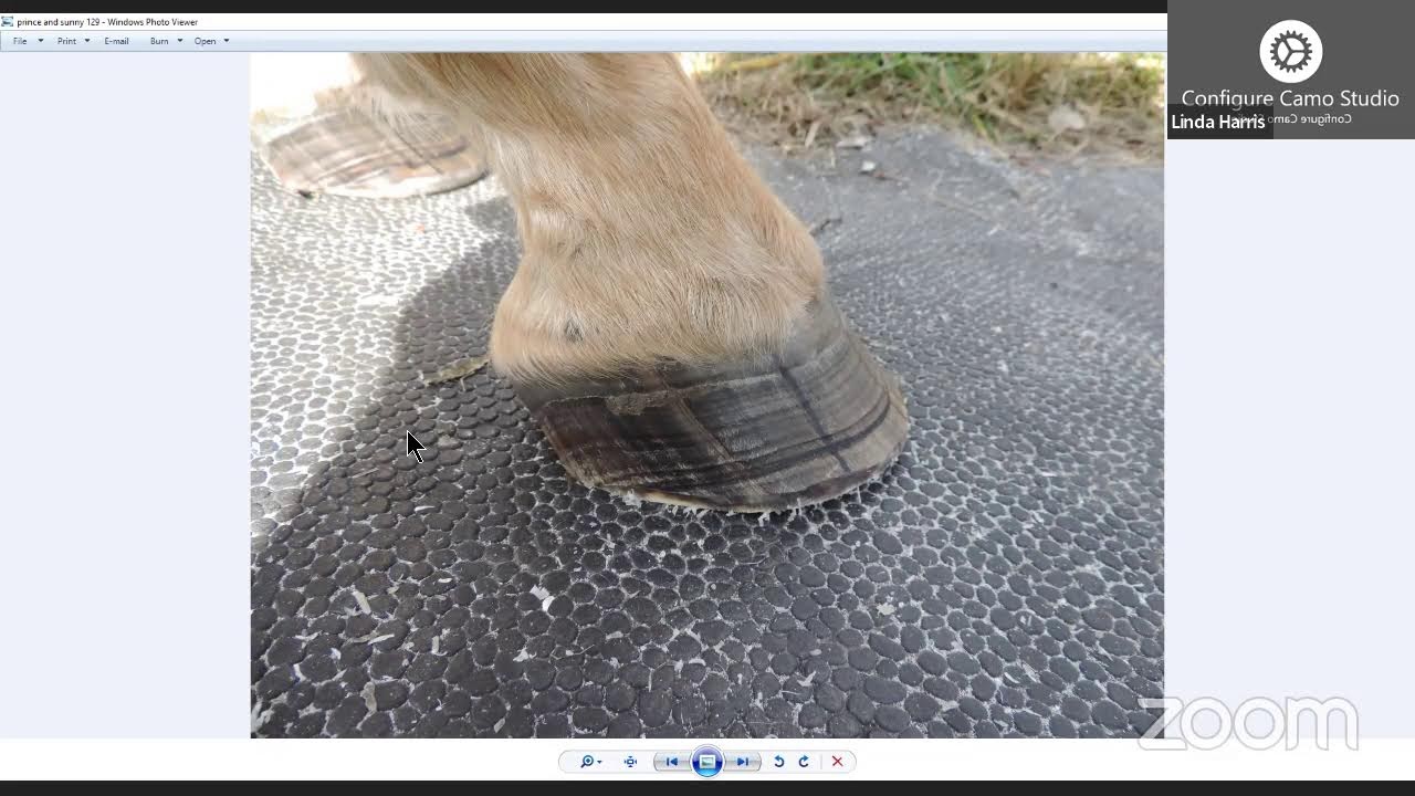 The anatomically correct trim hoof cast series a1 abcesses youtube