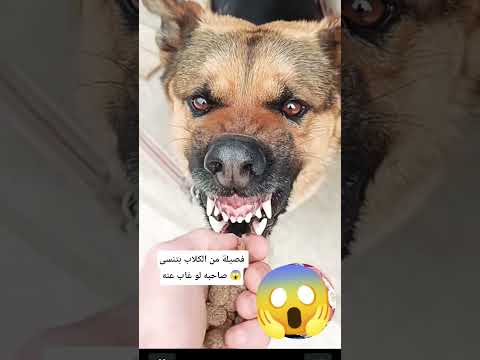 نوع من الكلاب بينسى صاحبه لو غاب عنه اكسبلور  كلاب   
