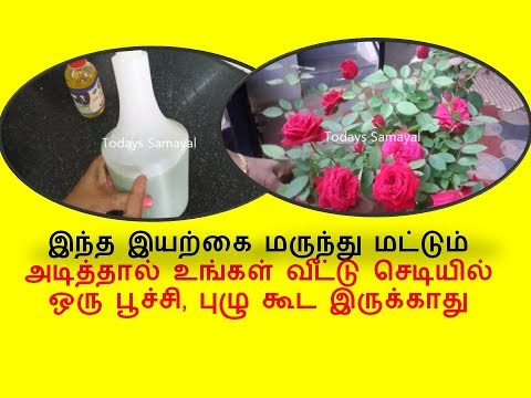 செடியில் உள்ள பூச்சி, புழுக்களை அழிக்க இந்த இயற்கை மருந்து மட்டும் போதும் | PLANT INSECT KILLER