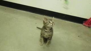 Meet Jake from State Farm!