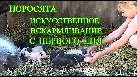 как, чем выкормить поросят с первого дня,смесь , наглядно, шаповаловы