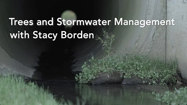Stormwater and Trees with Stacy Borden