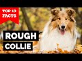 Rough Collie - Top 10 Facts の動画、YouTube動画。