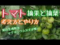 大玉トマトの摘果と摘葉の作業動画です。マグネシウム欠乏が酷い。ヤバいかも。