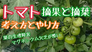 大玉トマトの摘果と摘葉の作業動画です。マグネシウム欠乏が酷い。ヤバいかも。