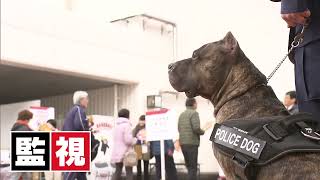 日本初のアメリカンピットブルテリアの警察犬★姉妹で熊本県警の嘱託警察犬として働いております