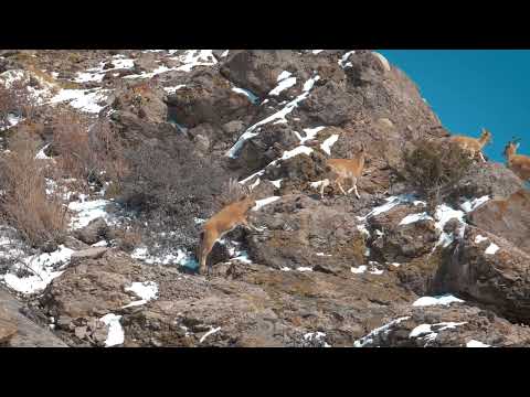 Αγριοκάτσικα στα Βουνά-Mountain