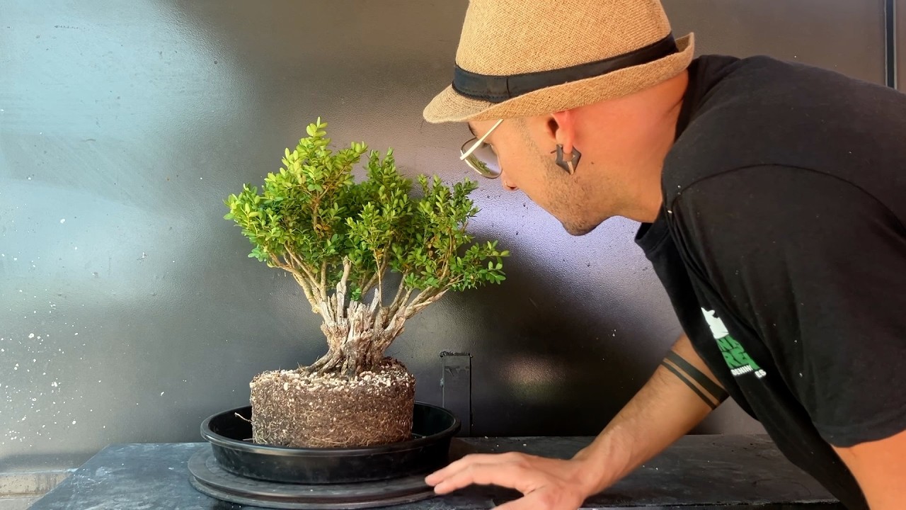 Boxwood bonsai repot and development