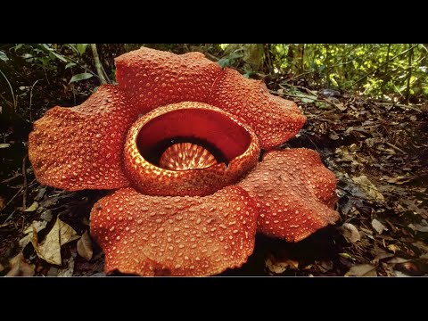 Video: Rafflesia Arnoldi y Amorphophallus Titanium - las flores más grandes del mundo