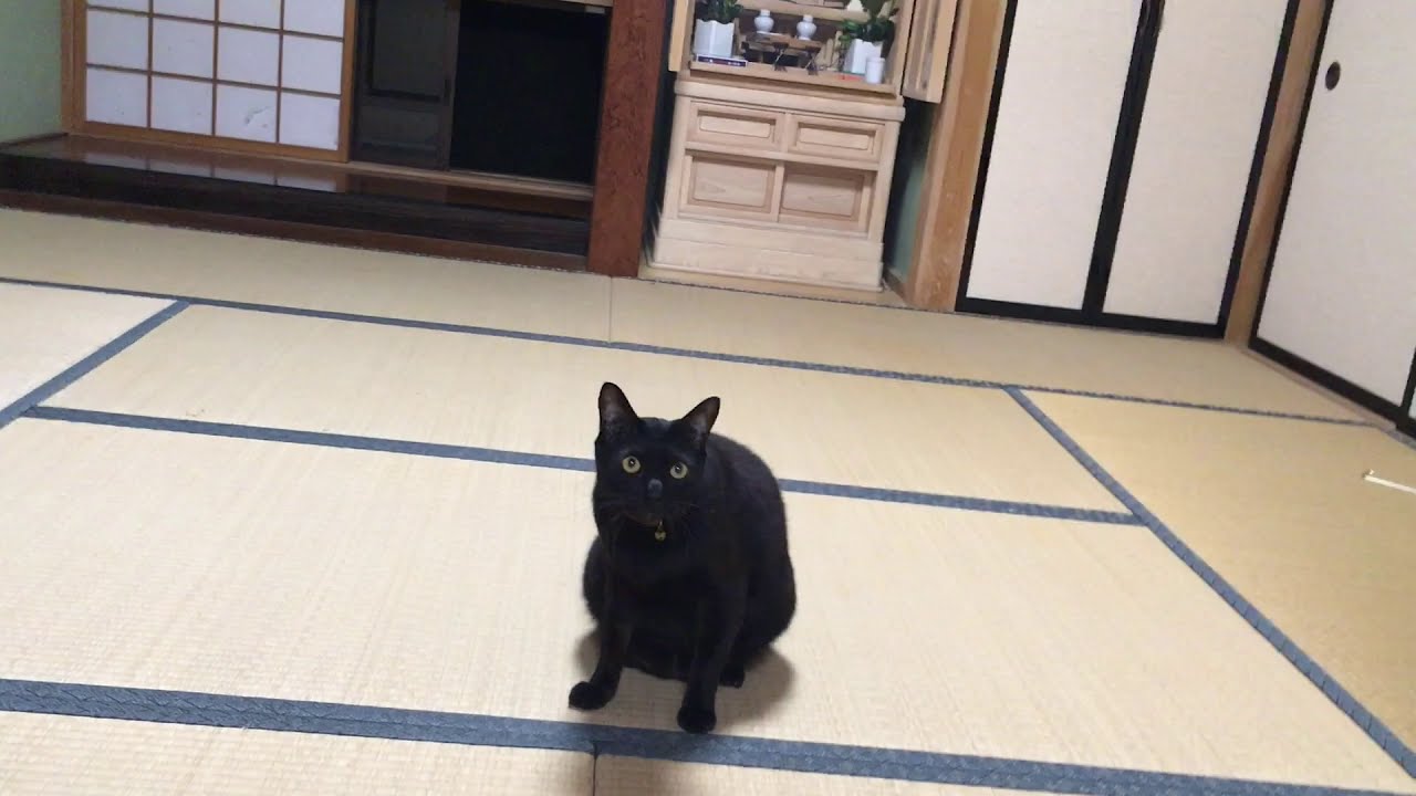 衝撃 犬みたいな猫がいた Youtube 衝撃 犬みたいな猫がいた Youtube