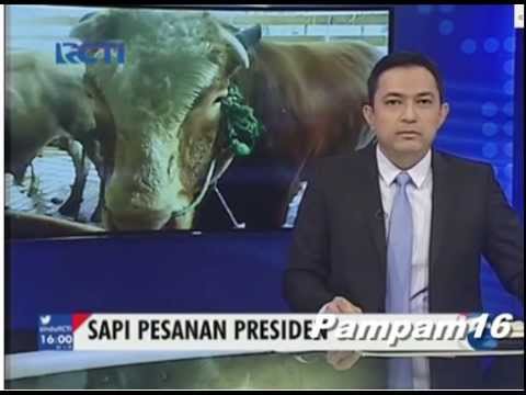Sapi kurban Presiden Jokowi - YouTube