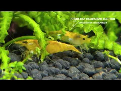 Аквариум. Креветочник. 30л. Креветка жёлтый неон. - YouTube