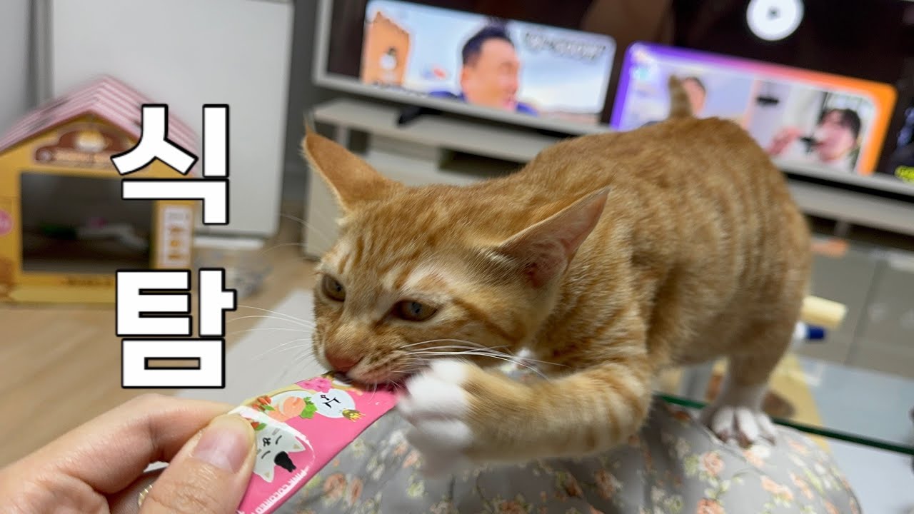 식탐 고양이의 먹방 브이로그 