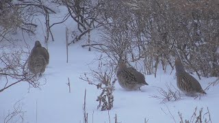 Охота на зайца - Зайцы обманщики!!!