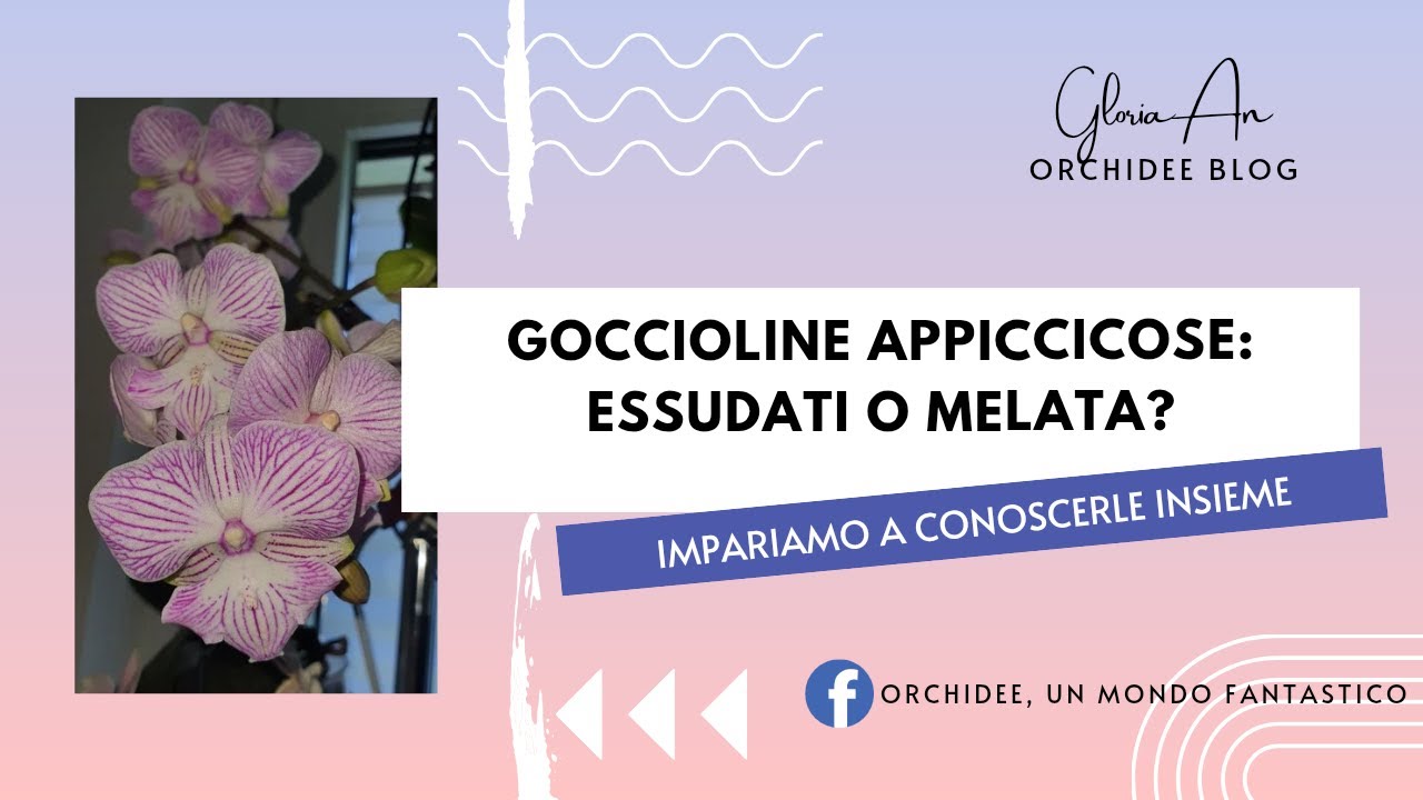 Goccioline appiccicose: essudati zuccherini o melata?