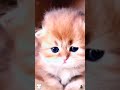 #CuteCats#FunnyCats#CatVideos#CatsOfYoutube#AdorableCats#CatLovers#Meow#CatLife#KittenVideos