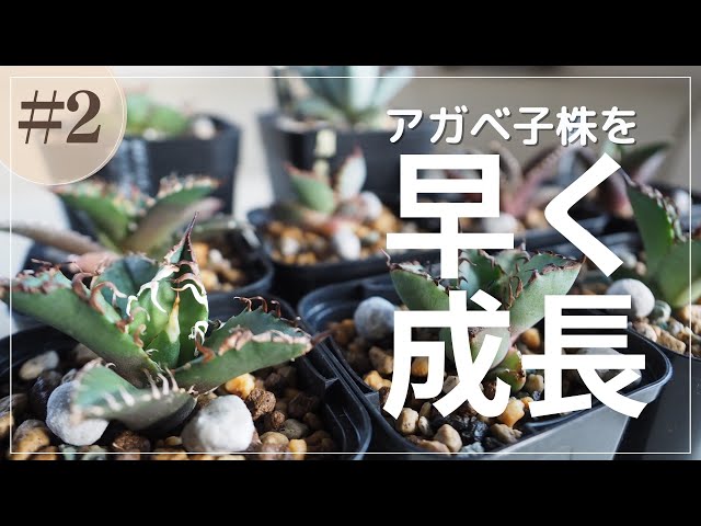 アガベチタノタ子株成長記録2｜早く大きくするための育て方を実践