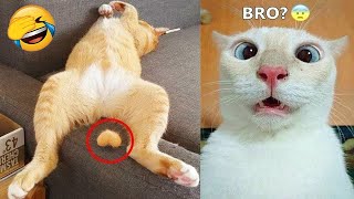 New Funny Animals 😂 Funniest Cats and Dogs Videos 🙉🐶 #21 by AAAG Pets 2,404 views 5 months ago 10 minutes, 58 seconds