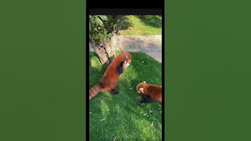 The Truth About Red Pandas 🐾#animals #redpanda #cute #truth #animalfacts #facts #shorts