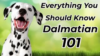 Dalmatian 101: Is It Right For You? by ANIMAL LYFE 378 views 7 months ago 3 minutes, 4 seconds