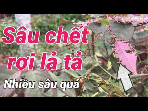 Video: Sâu Cuốn Lá Hoa Hồng độc Hại