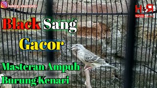 Blacksang gacor speed rapat || masteran ampuh burung kenari ~ hobby dan rejeki